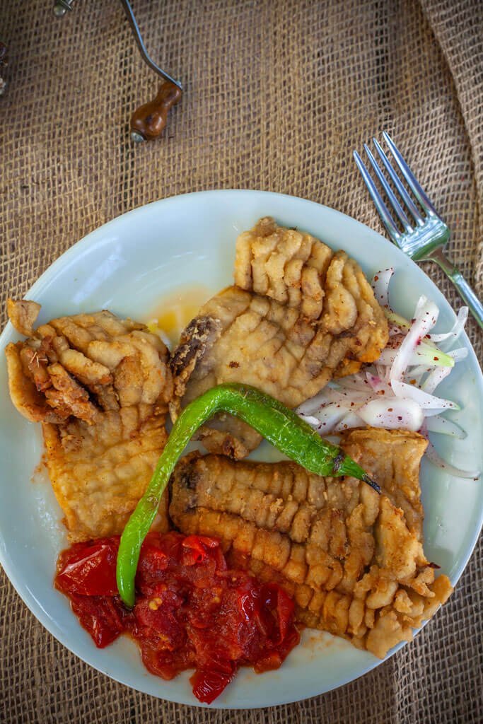 Sazan Balığı